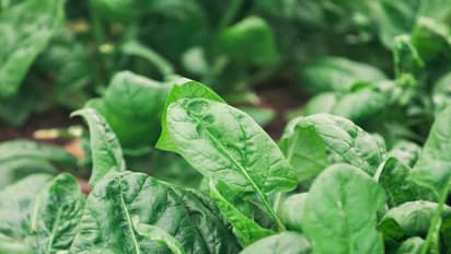 किडनी को हेल्दी रखने के लिए अपनी डाइट में शामिल करें ये पांच फूड्स