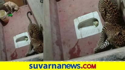 ನಾಯಿ ಹಿಡಿಯಲು ಬಂದು ಟಾಯ್ಲೆಟ್ಟಲ್ಲಿ ಸೆರೆಯಾಗಿದ್ದ ಚಿರತೆ ಎಸ್ಕೇಪ್