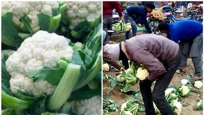 കിലോക്ക് വെറും ഒരുരൂപ 100 ക്വിന്‍റല്‍ ക്വാളിഫ്ലവര്‍ റോഡില്‍ തള്ളി കര്‍ഷകന്‍