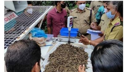 ബാലുശ്ശേരിയില് കഞ്ചാവ് വേട്ട: 4.2 കിലോ കഞ്ചാവ് പിടികൂടി