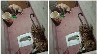 വീട്ടുകാരി വാതിലടച്ചു; പുള്ളിപ്പുലിയോടൊപ്പം നായ ശുചിമുറിയില്‍ കുടുങ്ങിയത് മണിക്കൂറുകള്‍