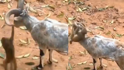 മാനിന്‍റെ കൊമ്പില്‍ തൂങ്ങിയാടുന്ന കുട്ടിക്കുരങ്ങന്‍; വൈറലായി വീഡിയോ