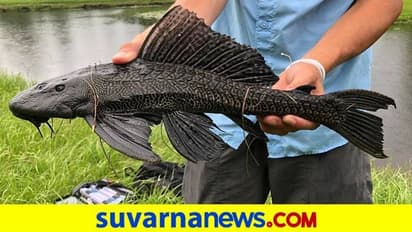 ಬಿಬಿಎಂಪಿಗೆ ತಲೆನೋವಾದ ಮೀನು..!