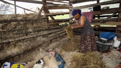 പുഴുക്കളെക്കാൾ മോശമാണ് ഞങ്ങളുടെ അവസ്ഥ; യൂറോപ്യൻ രാജ്യങ്ങളിലെ ഒരു ജനതയുടെ ജീവിതം...
