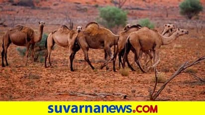 ಒಂಟೆ ಮೂತ್ರ ನೀಡುವ ಕೆಫೆ ಆರಂಭ!