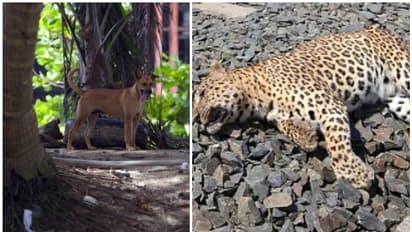 చిరుత పులిని చంపిన వీధి కుక్కలు, ఎక్కడ, ఎలా....