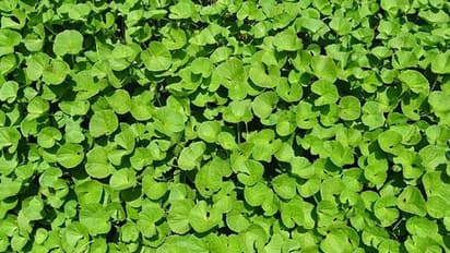 ಹಲವು ಸಮಸ್ಯೆಗಳನ್ನು ನಿವಾರಿಸುತ್ತೆ ಬ್ರಾಹ್ಮಿ ಎಂಬ ಔಷಧೀಯ ಸಸ್ಯ