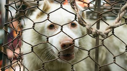 ಪ್ರಾಣಿ ಹಿಂಸೆ ಮಾಡಿದರೆ 5 ವರ್ಷ ಜೈಲು: ಈವರೆಗೆ ಕೇವಲ 50 ರು. ದಂಡ ಇತ್ತು!