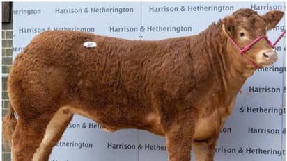 ലോക റെക്കോർഡ് നേടി പശുക്കിടാവ്; വില കേട്ടാൽ ഞെട്ടും