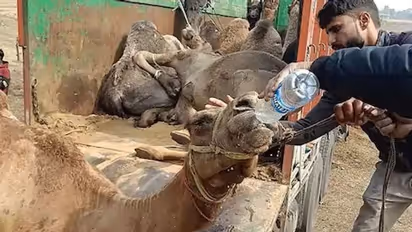 25 हजार के ऊंट की कीमत बांग्लादेश में हो जा रही 5 गुना अधिक, ऐसे होती है तस्करी