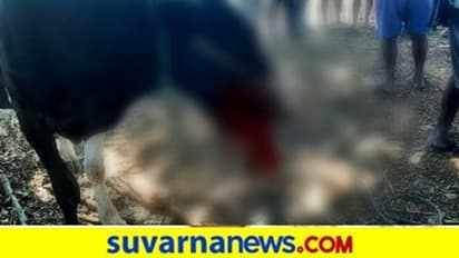 ಮುಂಡಗೋಡ: ಕೈಬಾಂಬ್‌ ಸ್ಪೋಟ, ಹೋರಿ ಬಾಯಿ ಛಿದ್ರ