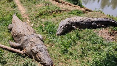 വയനാട്ടില് മുതലകള് ചാകുന്നത് പുഴ മലിനീകരണം കാരണമെന്ന് സംശയം