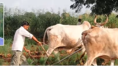 Here is how one can make farming a successful venture