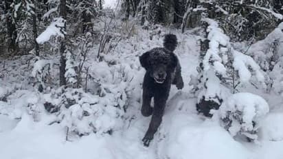 ഇത് മനുഷ്യനാണോ മൃഗമാണോ? സോഷ്യല് മീഡിയയെ കുഴപ്പിച്ച് ഒരു ചിത്രം!