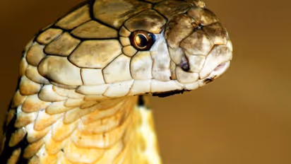 തിരുവനന്തപുരം മൃഗശാലയിൽ രാജവെമ്പാലയുടെ കടിയേറ്റ് ജീവനക്കാരൻ മരിച്ചു