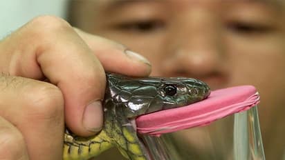 বিশ্বের সব থেকে বিষোধর সাপ, যার এক ফোঁটা বিষে মরতে পারে কয়েক হাজার মানুষ