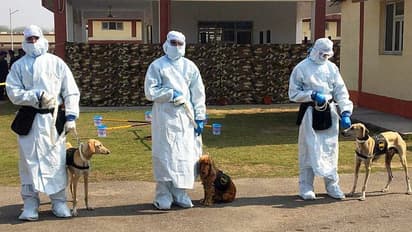 Indian Army has trained dogs to sniff out Covid-19