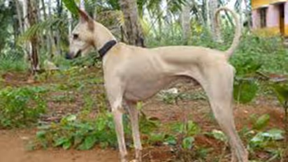 Indian Army trains dogs to detect Covid-19; first time olfactory sense being utilised in medical field