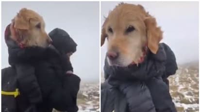 നഷ്ടപ്പെട്ട നായ്ക്കുട്ടിയെ തിരികെ ഉടമസ്ഥരുടെ അടുക്കലെത്തിച്ച് ടിക്ടോക് ദമ്പതികള്