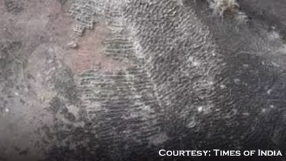 Madhya Pradesh: Experts discover Dickinsonia, a rare fossil