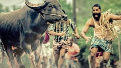 ऑस्कर की रेस से बाहर हुई भारत की ऑफिशियल एंट्री 'जल्लीकट्टू', 93 में से 15 फिल्मों का हुआ था चुनाव