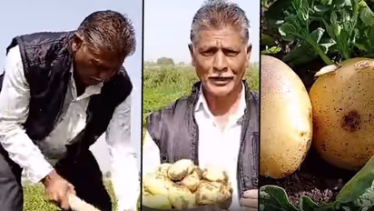 Anything is possible if one has will! Farmer grows potatoes in unsuitable land, enjoys profits