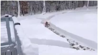 'അവൻ ഓടി കളിക്കട്ടെ...'; വളര്ത്തുനായയ്ക്ക് വീട്ടില് റേസിംഗ് ട്രാക്ക് ഒരുക്കി ദമ്പതികൾ