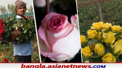 ভ্যালেন্টাইন ডে-র আগে বাঁকুড়ার গোলাপে ছয়লাপ কলকাতা, টেক্কা এবার বেঙ্গালুরুকেও
