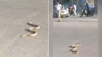 നടുറോഡില്‍ മൂര്‍ഖന്‍ പാമ്പ്; നഗരം നിശ്ചലമായത് അര മണിക്കൂര്‍; വീഡിയോ വൈറല്‍