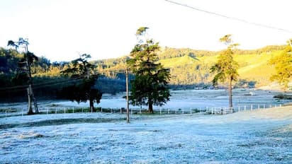 സന്ദർശകർക്ക് കാഴ്ചയൊരുക്കി മഞ്ഞുപുതച്ച് മൂന്നാർ; കർഷകർക്ക് തിരിച്ചടി