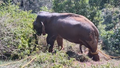 മയക്കുവെടിയിൽ വീണ് കൊലയാളിക്കൊമ്പൻ: ആശ്വാസത്തിൽ നാട്ടുകാർ