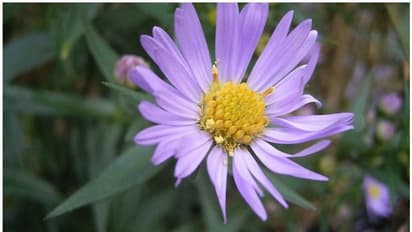 വിക്കിമീഡിയയിലെ ഈ പുഷ്പത്തിന് പ്രതിദിനം കിട്ടുന്നത് 90 ദശലക്ഷം ഹിറ്റുകള്, അതും ഇന്ത്യയില് നിന്ന് മാത്രം!