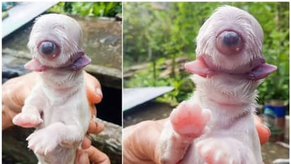 നായ്ക്കുട്ടി ജനിച്ചത് ഒറ്റക്കണ്ണും രണ്ട് നാവുകളുമായി