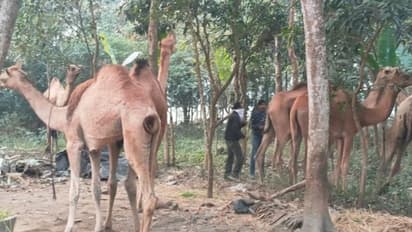 ಮಂಡ್ಯ; ಕಸಾಯಿ ಖಾನೆ ಪಾಲಾಗುತ್ತಿದ್ದ 11 ಒಂಟೆ ರಕ್ಷಿಸಿ ರಾಜಸ್ಥಾನಕ್ಕೆ ರವಾನೆ