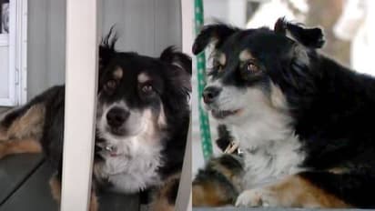 ഉടമയെ നഷ്ടമായെങ്കിലും ഈ നായ ഇനി കോടികളുടെ അവകാശി!