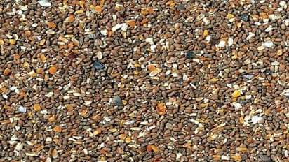 పునాదులు తవ్వుతుంటే.. గుట్టలుగా బైటపడ్డ గవ్వలు.. ఎందుకంటే...