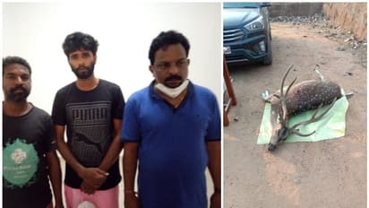 മാനിന്റെ ജഡവുമായി നായാട്ടുസംഘം പിടിയില്; തോക്കും സ്ഫോടകവസ്തുക്കളും പിടിച്ചെടുത്തു