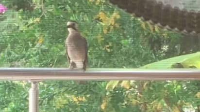 ഭക്ഷണത്തിനായി പൂച്ചയുടെ കരച്ചില് അനുകരിച്ച് കാക്ക; വൈറലായി വീഡിയോ