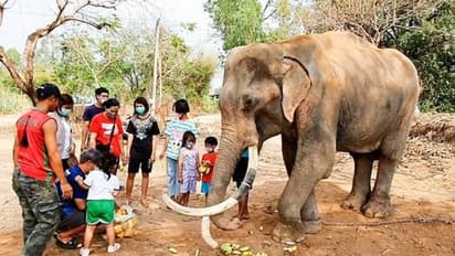 ടൂറിസം മേഖല നിശ്ചലം, പട്ടിണിയിലും രോഗങ്ങളിലും ആനകൾ, വേദനിപ്പിക്കുന്ന കാഴ്ച