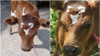 വൈറലായി മിൽമ കിടാവ്, വയനാട്ടിലെ പശുക്കിടാവ് സാമൂഹ്യമാധ്യമങ്ങളില്‍ താരം