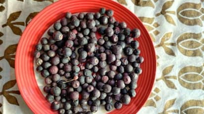 സര്ബത്ത് ഉണ്ടാക്കാന് ഉപയോഗിക്കുന്ന പഴം; നമ്മുടെ മണ്ണിൽത്തന്നെ വളര്ത്തി വിളവെടുക്കാവുന്ന ഫാള്സ