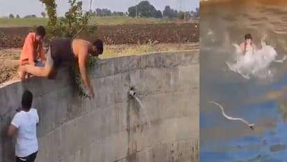 മൂര്ഖന് പാമ്പിനെ രക്ഷിക്കാന് യുവാവ് കിണറ്റിലേയ്ക്ക് ചാടി; വൈറലായി വീഡിയോ