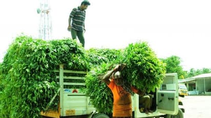 அடி ஆத்தி... ஒரு கிலோ கறிவேப்பிலை விலை இவ்வளவா?... வாய்பிளக்கும் மக்கள்...!