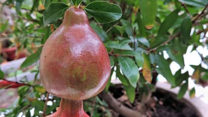 4 ಎಕರೆ ದಾಳಿಂಬೆ ತೋಟ ನಾಶ ಮಾಡಿದ ರೈತ