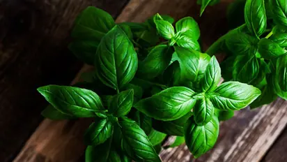 Incredible benefits of basil leaves you should not miss out on