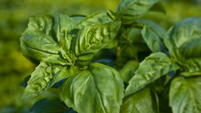 সূর্যগ্রহণ মানেই খাবারের ওপর একটা তুলসী পাতা, ঠিক কী কারণে চলে আসছে এই প্রথা জানেন