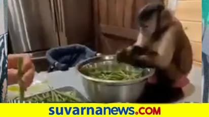 ಅಡುಗೆ ಮಾಡಲು ಮಹಿಳೆಗೆ ಕೋತಿ ಸಾಥ್