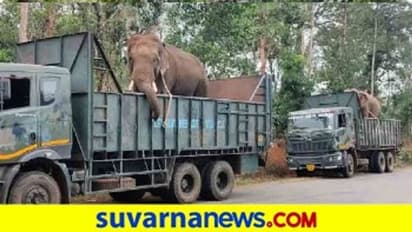 ಕೊಡಗು; 24 ಗಂಟೆಯಲ್ಲಿ ಇಬ್ಬರ ಕೊಂದ ಹುಲಿ ಸೆರೆಗೆ ಆನೆಗಳ ತಂಡ