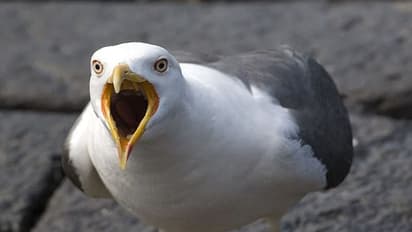 ముద్దు పెట్టింది.. నాలుక కొరికింది.. పక్షి చూసింది.. !!