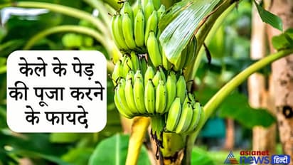 केले के वृक्ष की पूजा करने और जल चढ़ाने से दूर हो सकती हैं आपकी अनेक परेशानियां